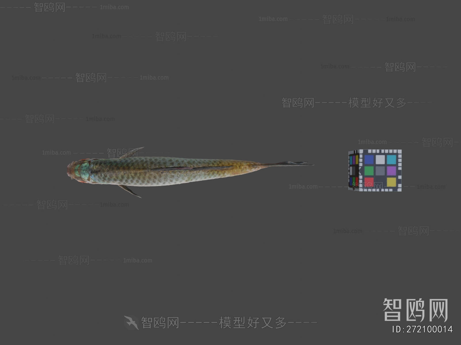 Modern Aquatic Animals