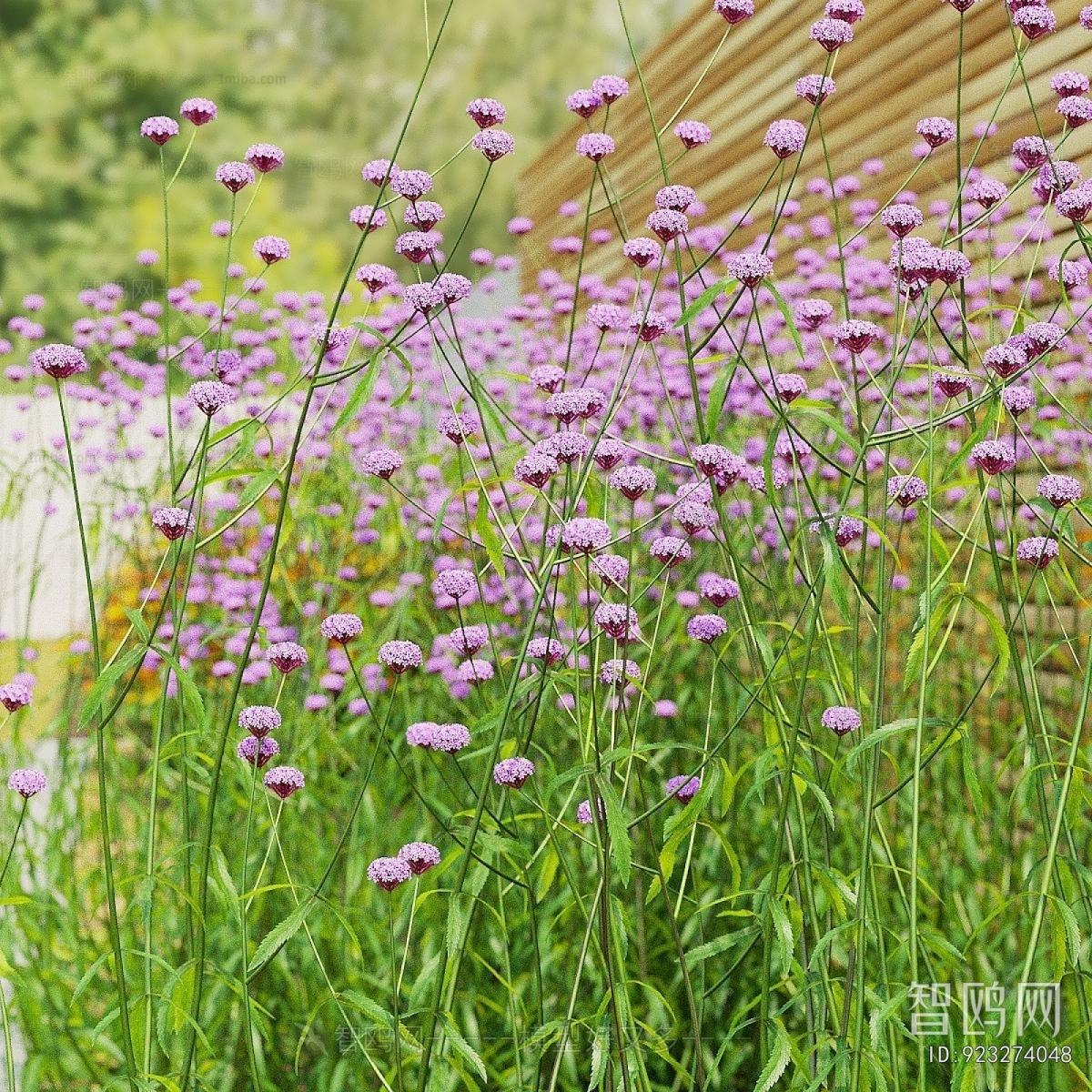 Modern Flowers And Grass