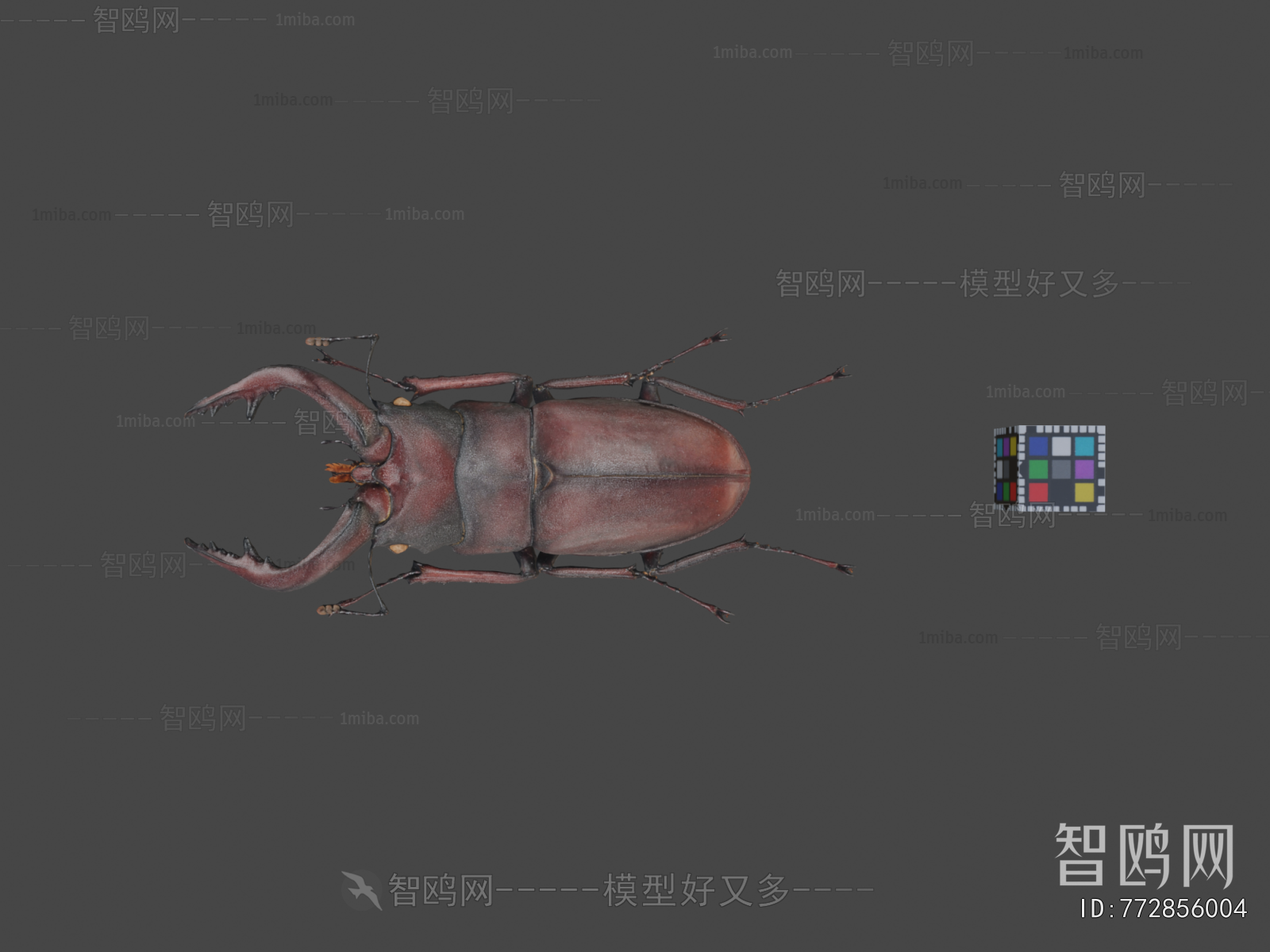 Modern Animal