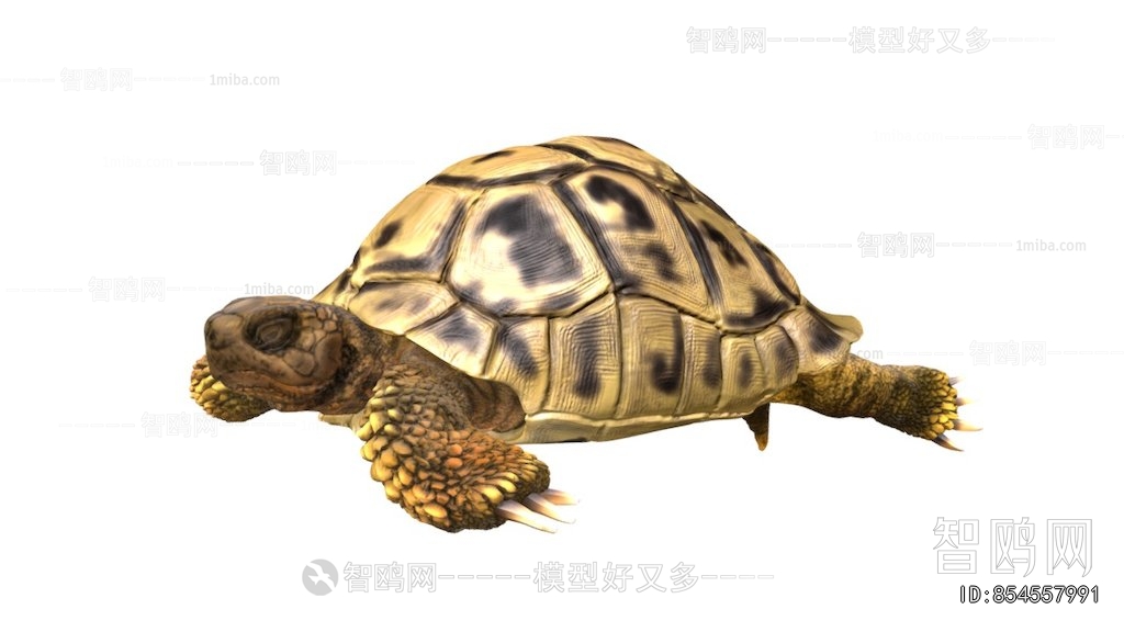 Modern Reptile