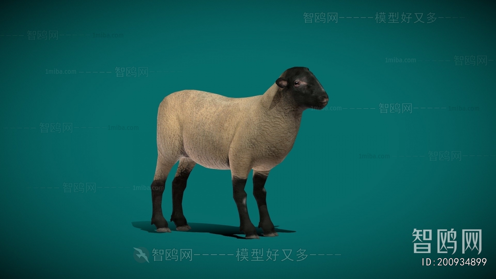 Modern Animal