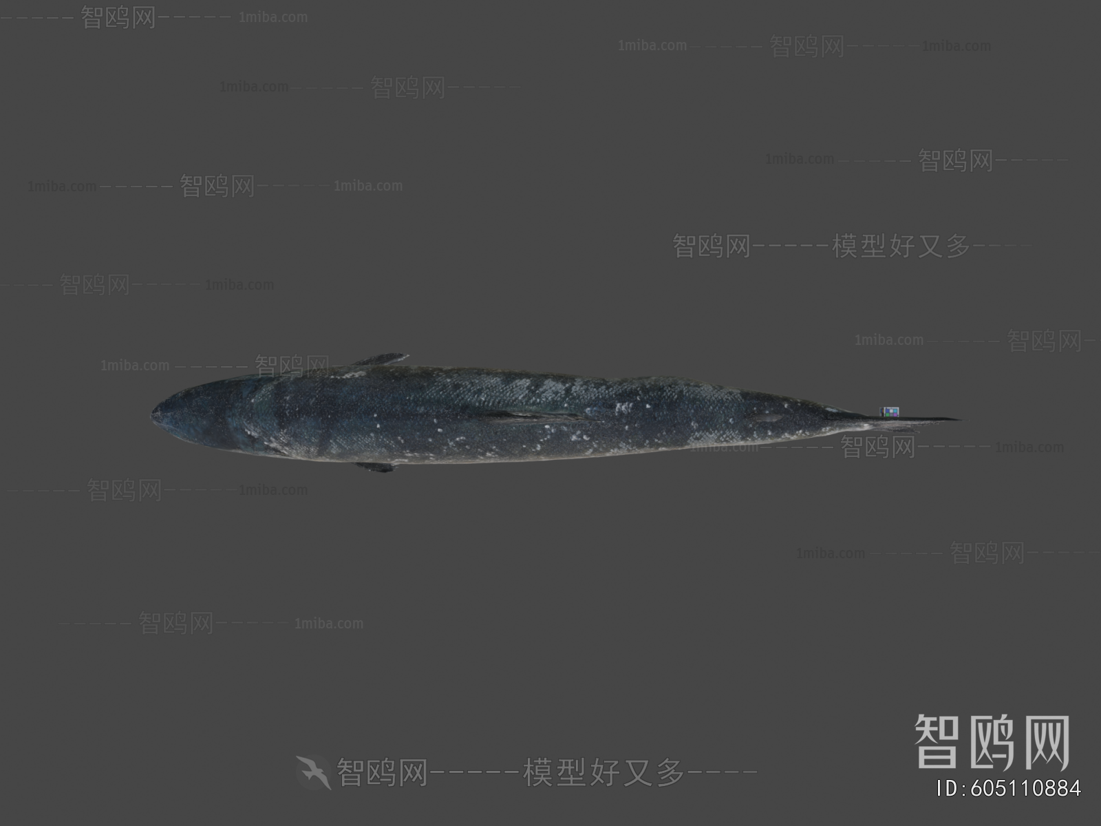 Modern Aquatic Animals