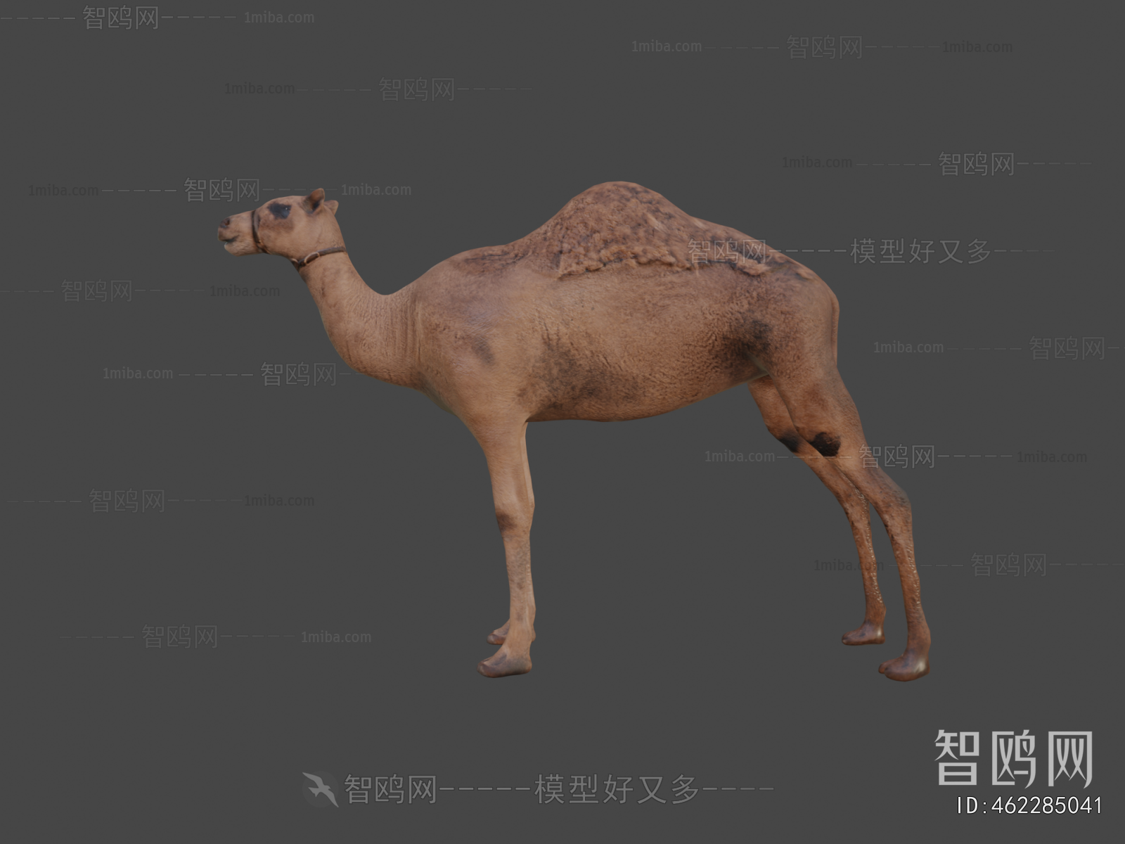 Modern Mammal