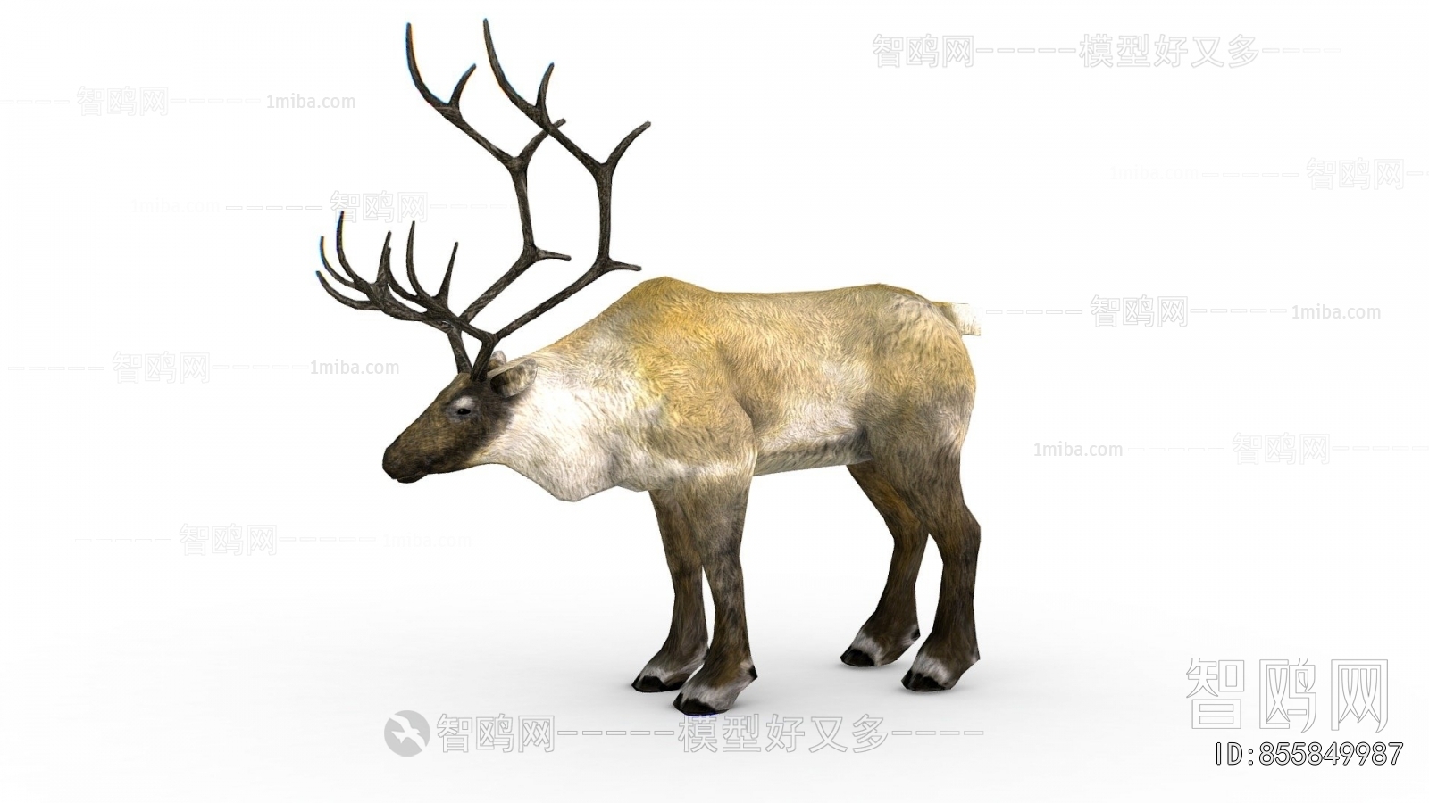 Modern Animal