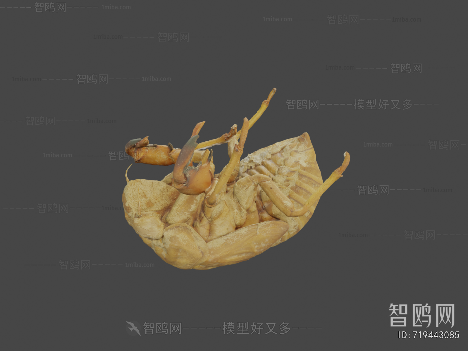 Modern Animal