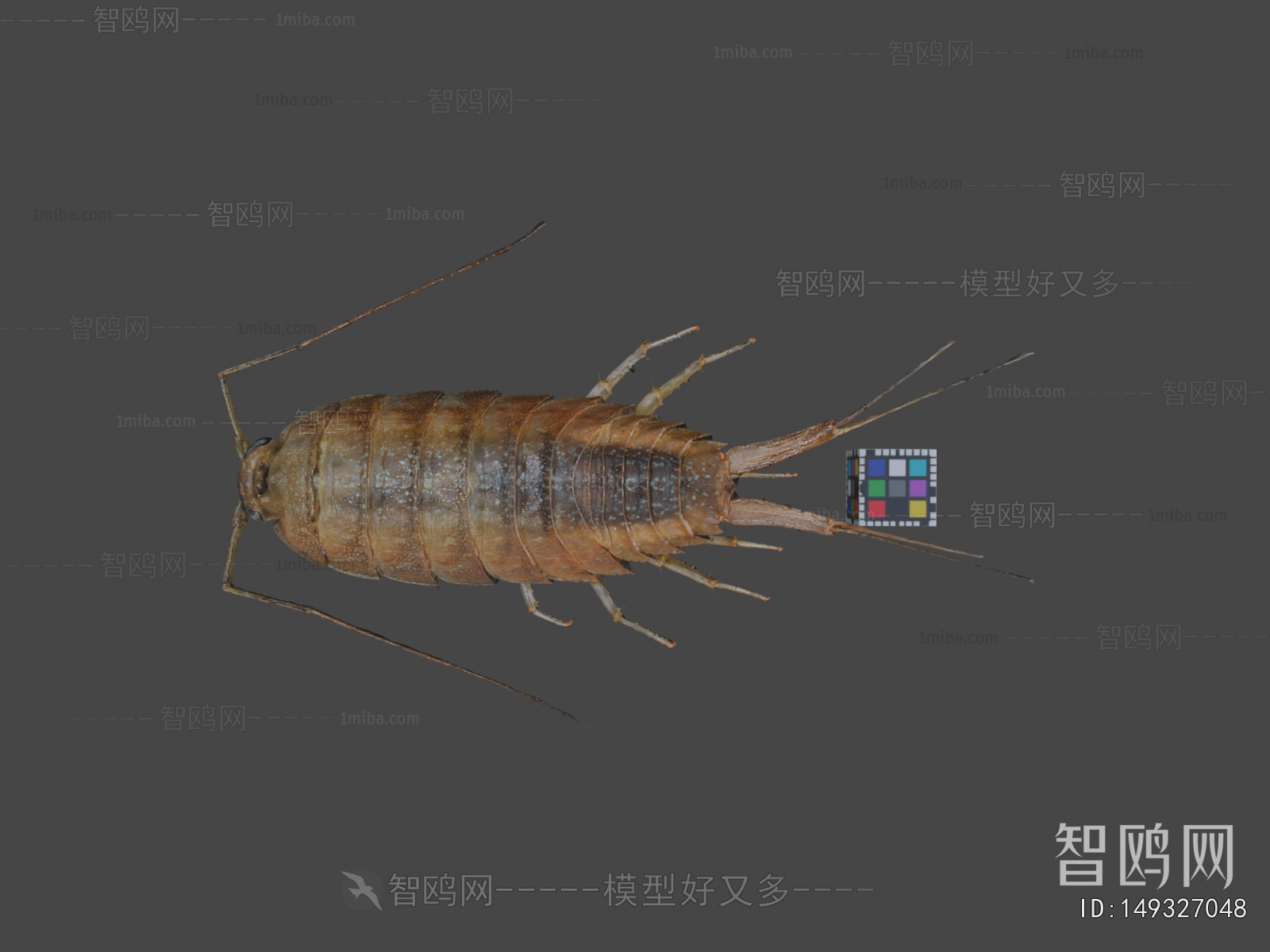 Modern Animal