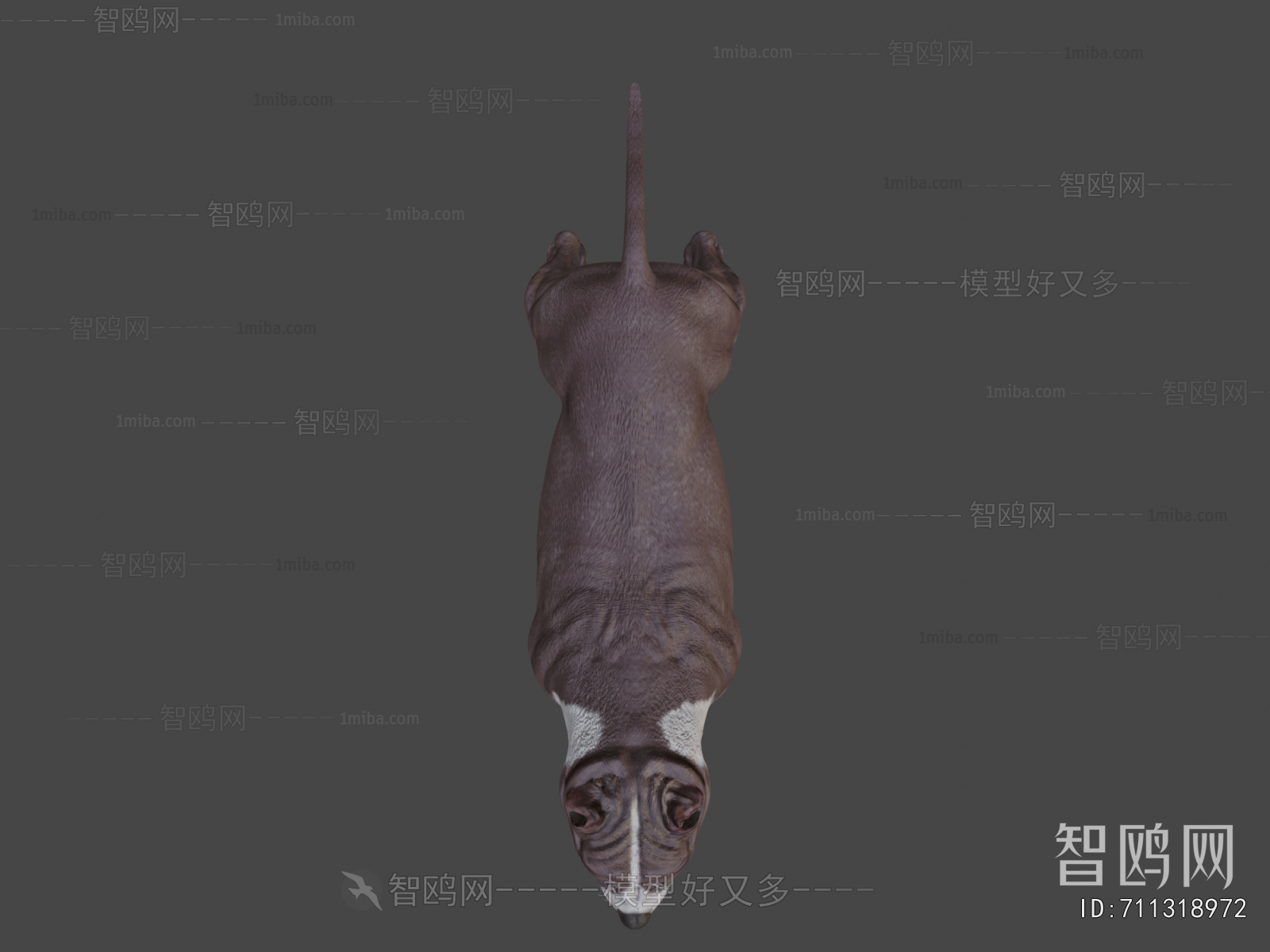 Modern Animal Dog