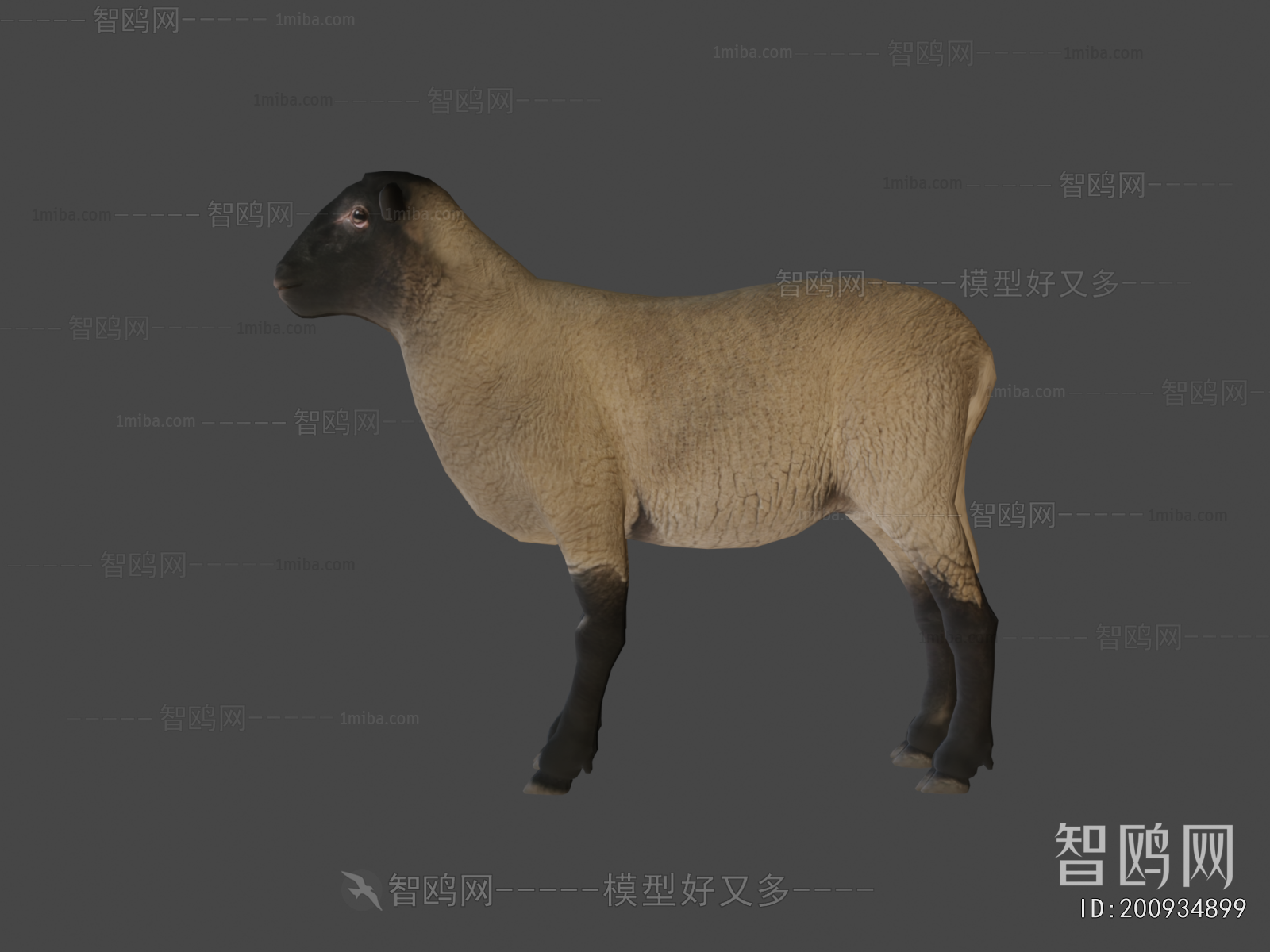 Modern Animal