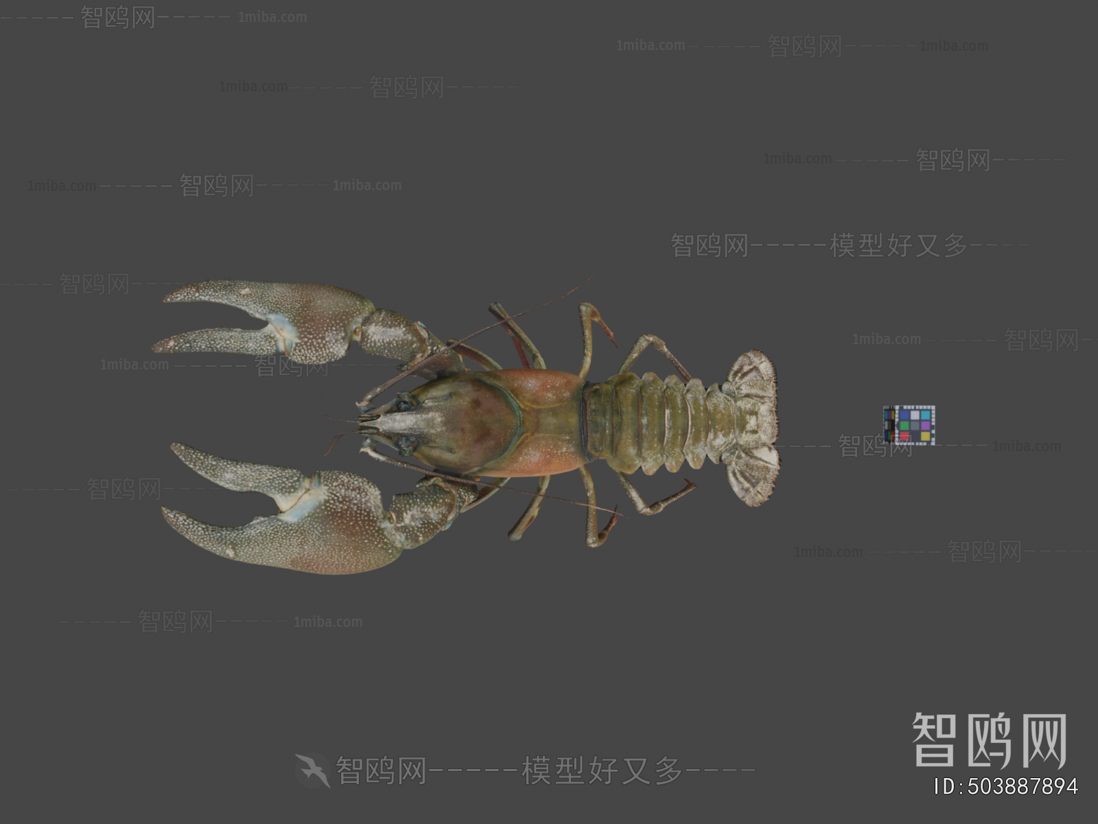 Modern Animal