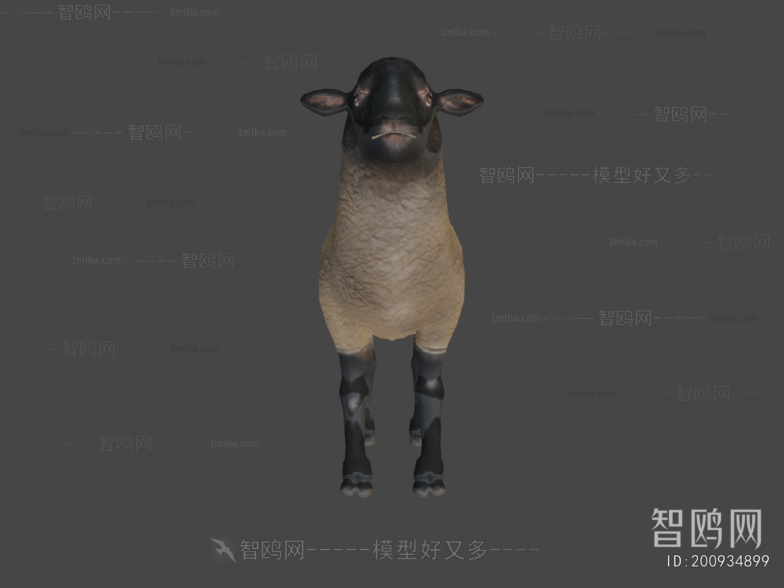 Modern Animal
