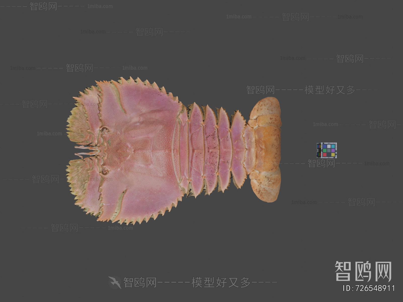 Modern Animal