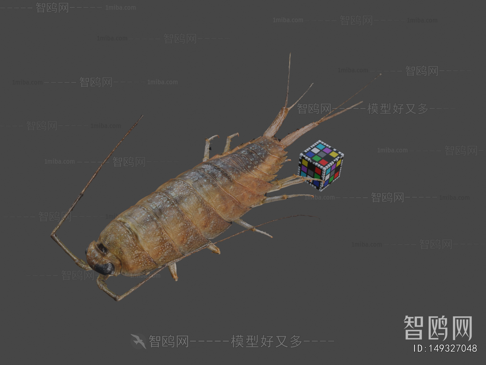 Modern Animal