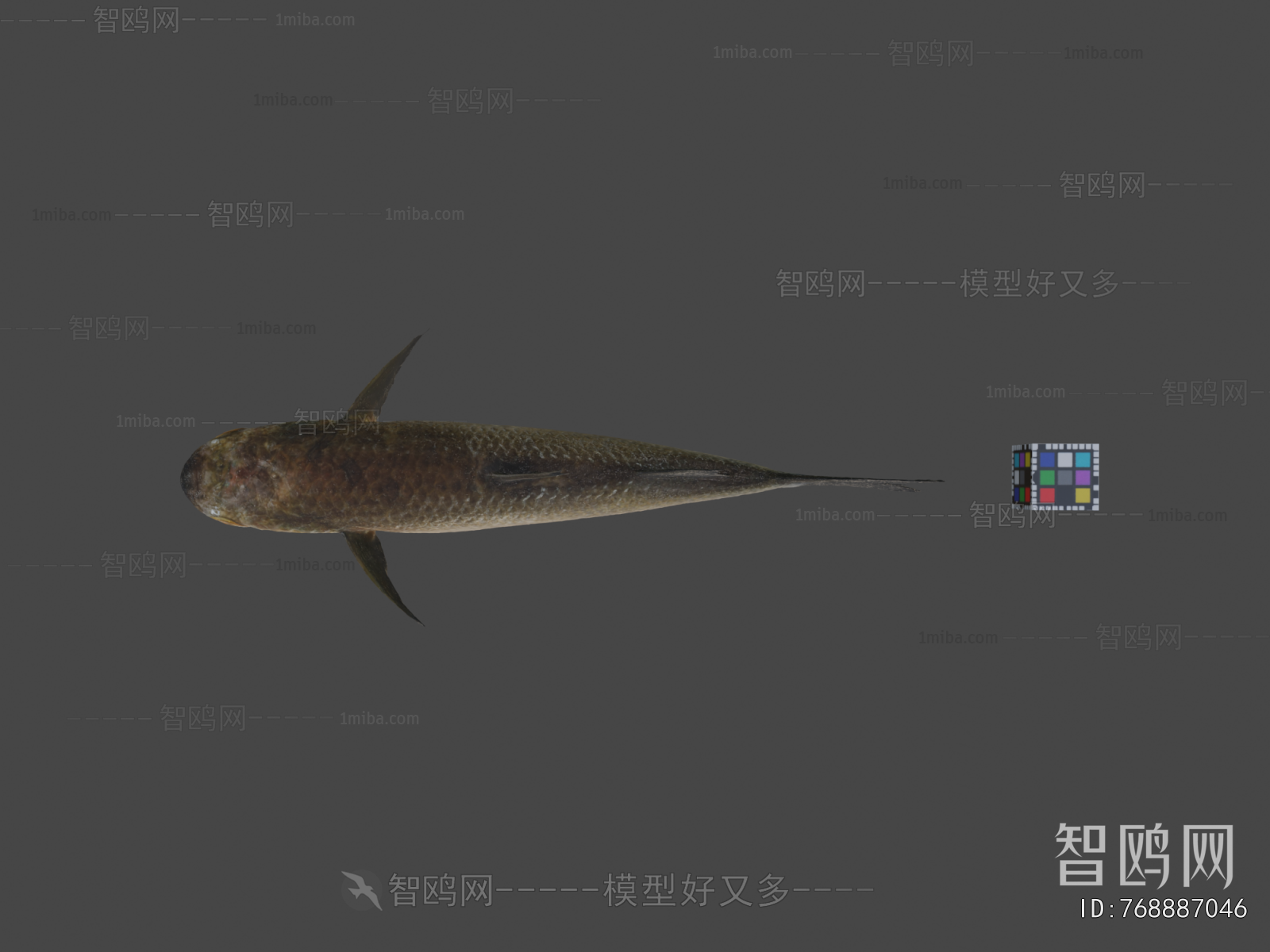 Modern Aquatic Animals