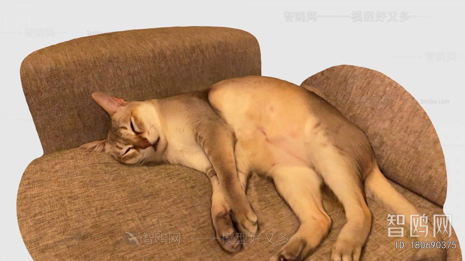 Modern Animal Cat