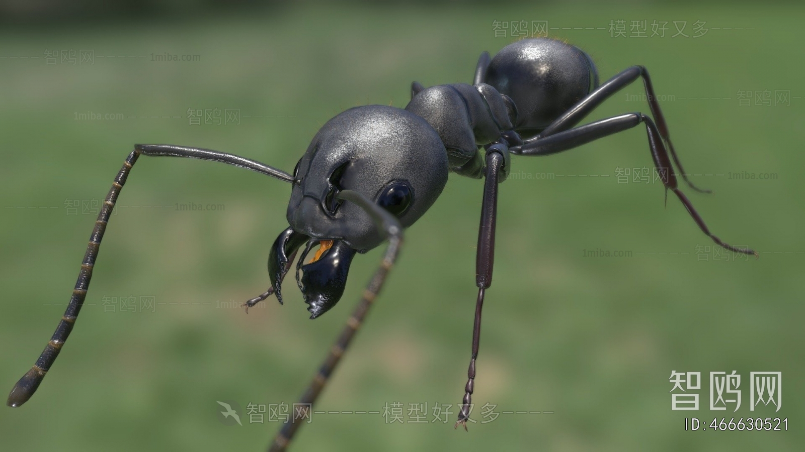 Modern Animal