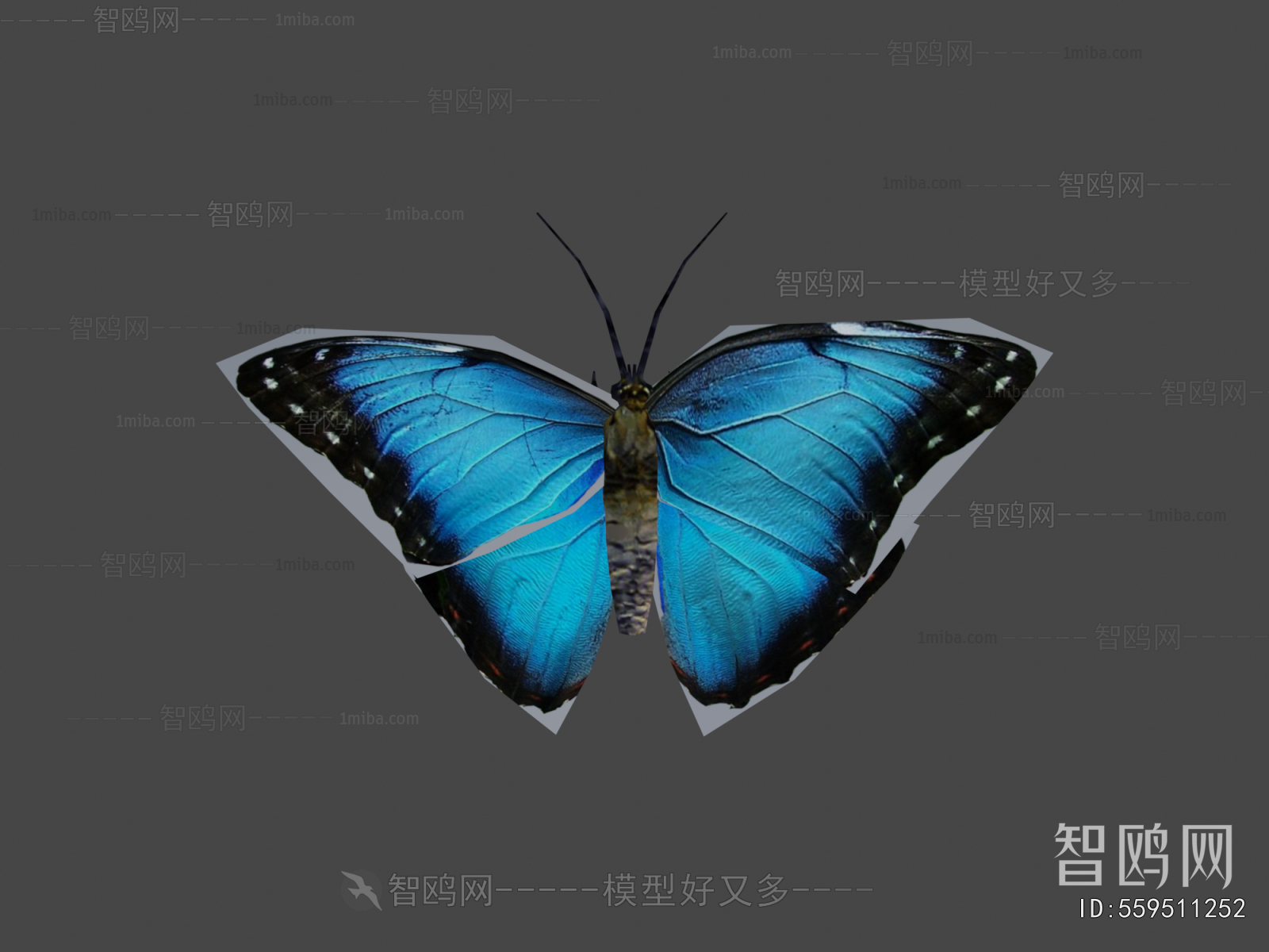 Modern Animal