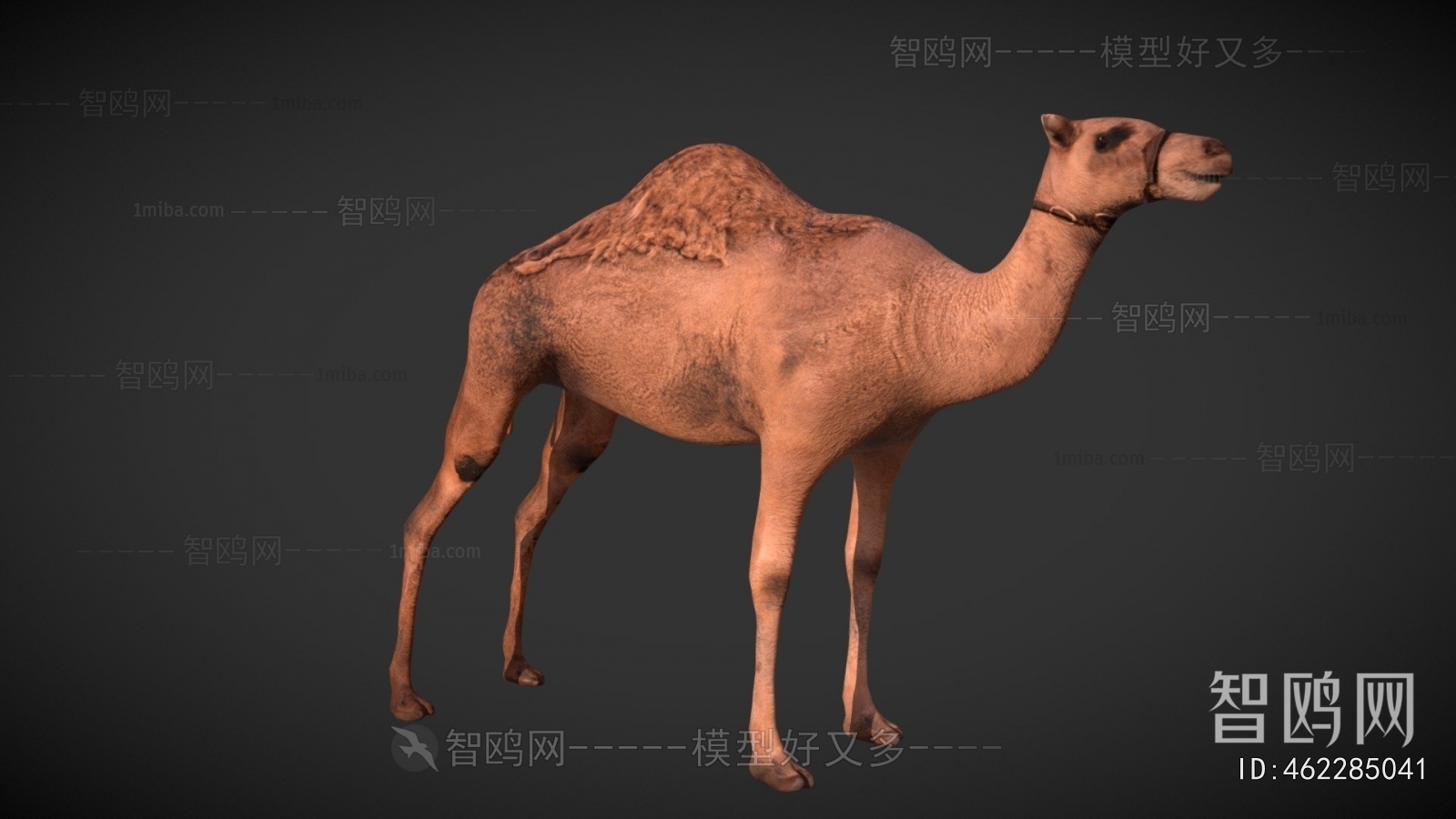 Modern Mammal