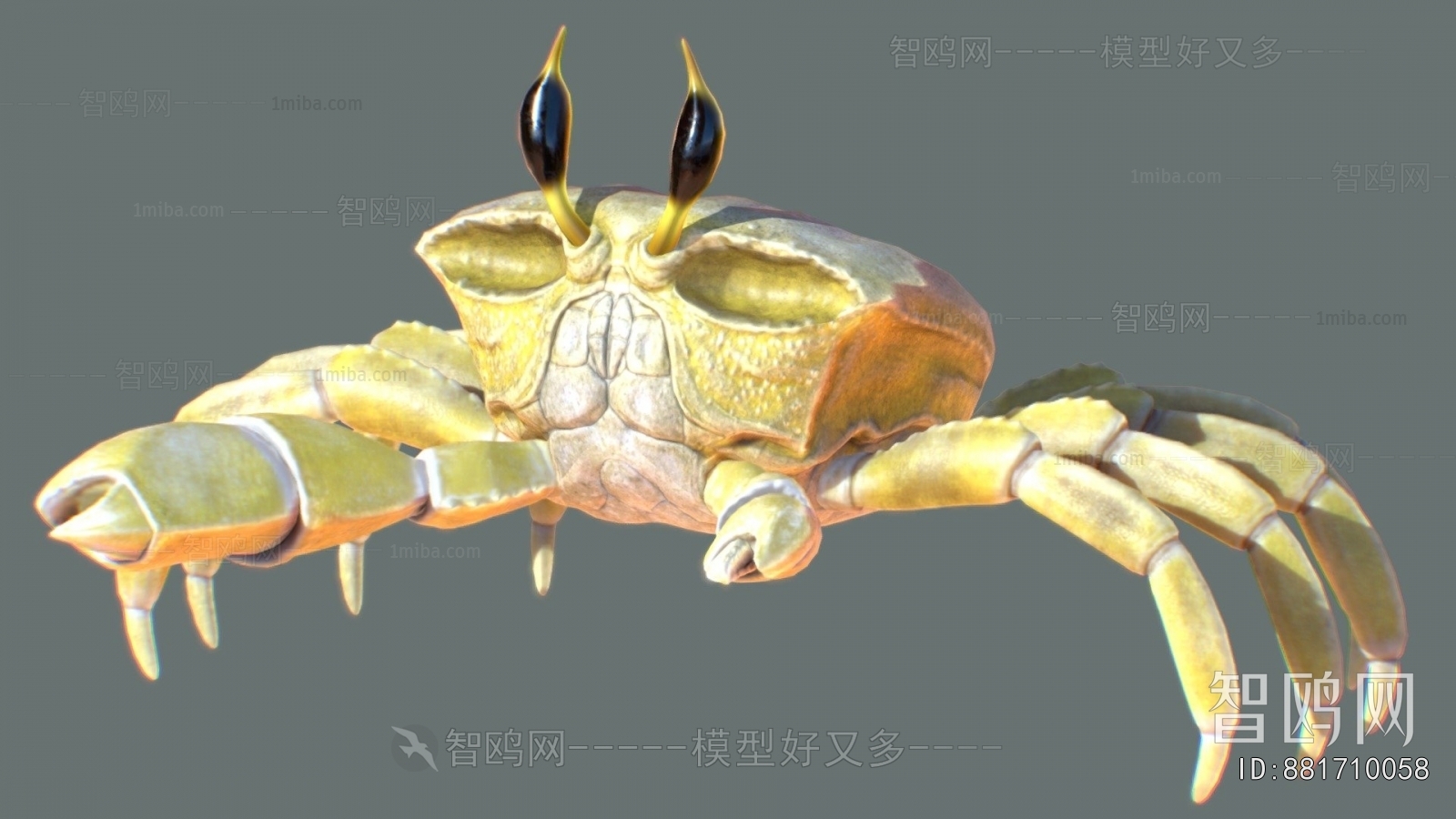 Modern Animal