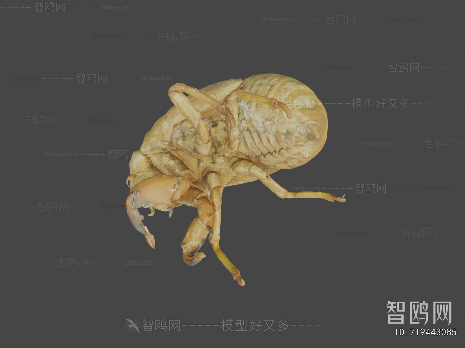 Modern Animal