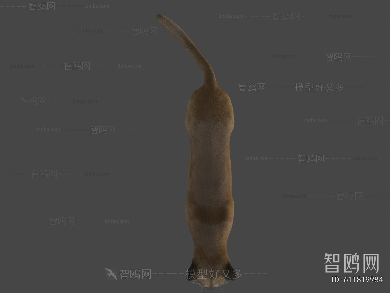 Modern Animal Cat
