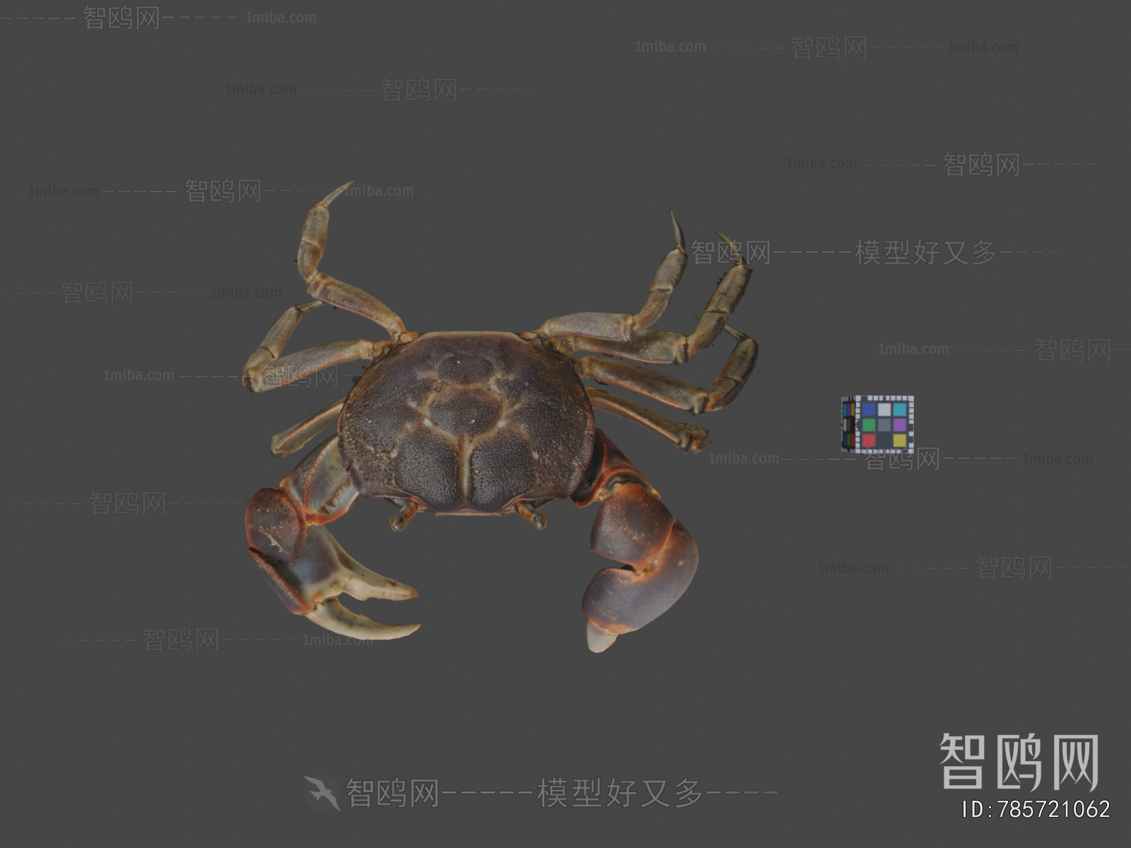Modern Animal