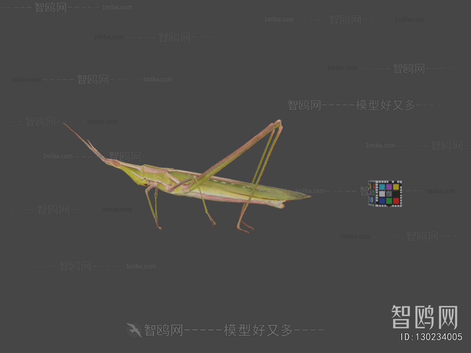 Modern Animal