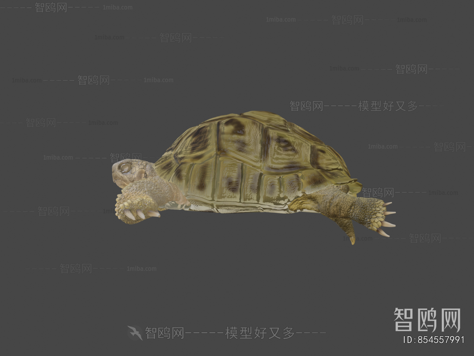 Modern Reptile
