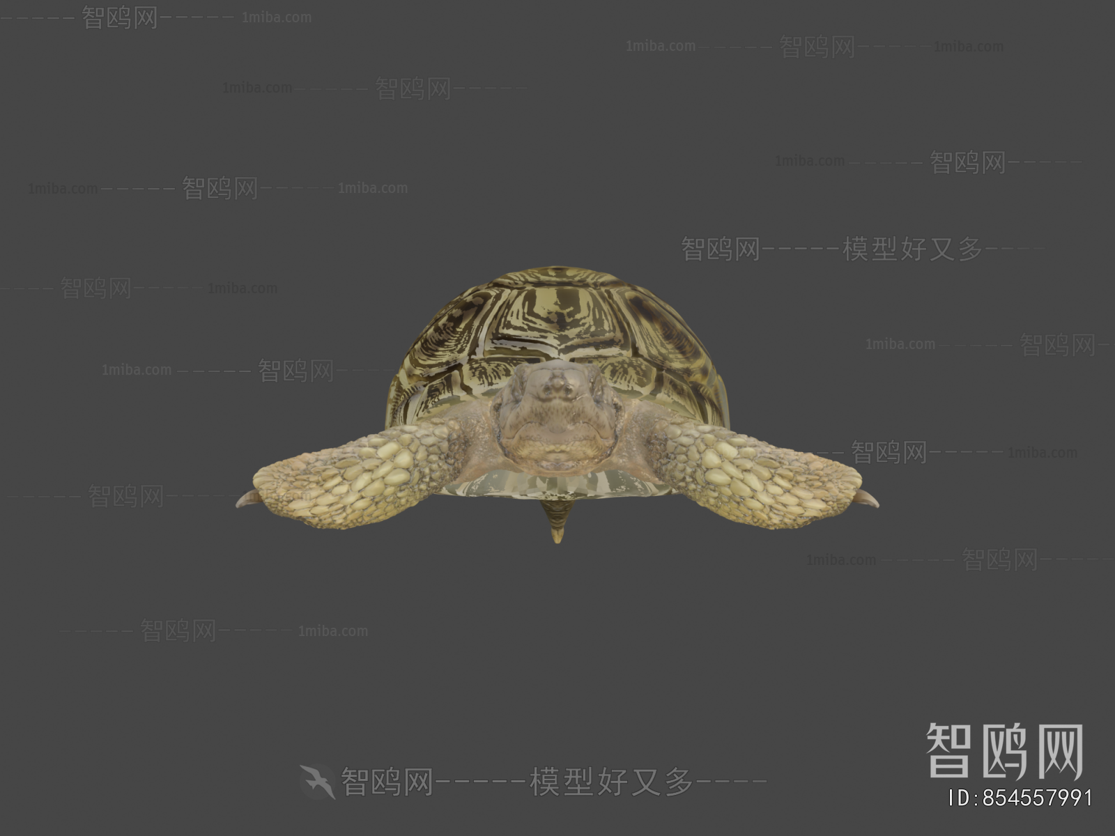 Modern Reptile