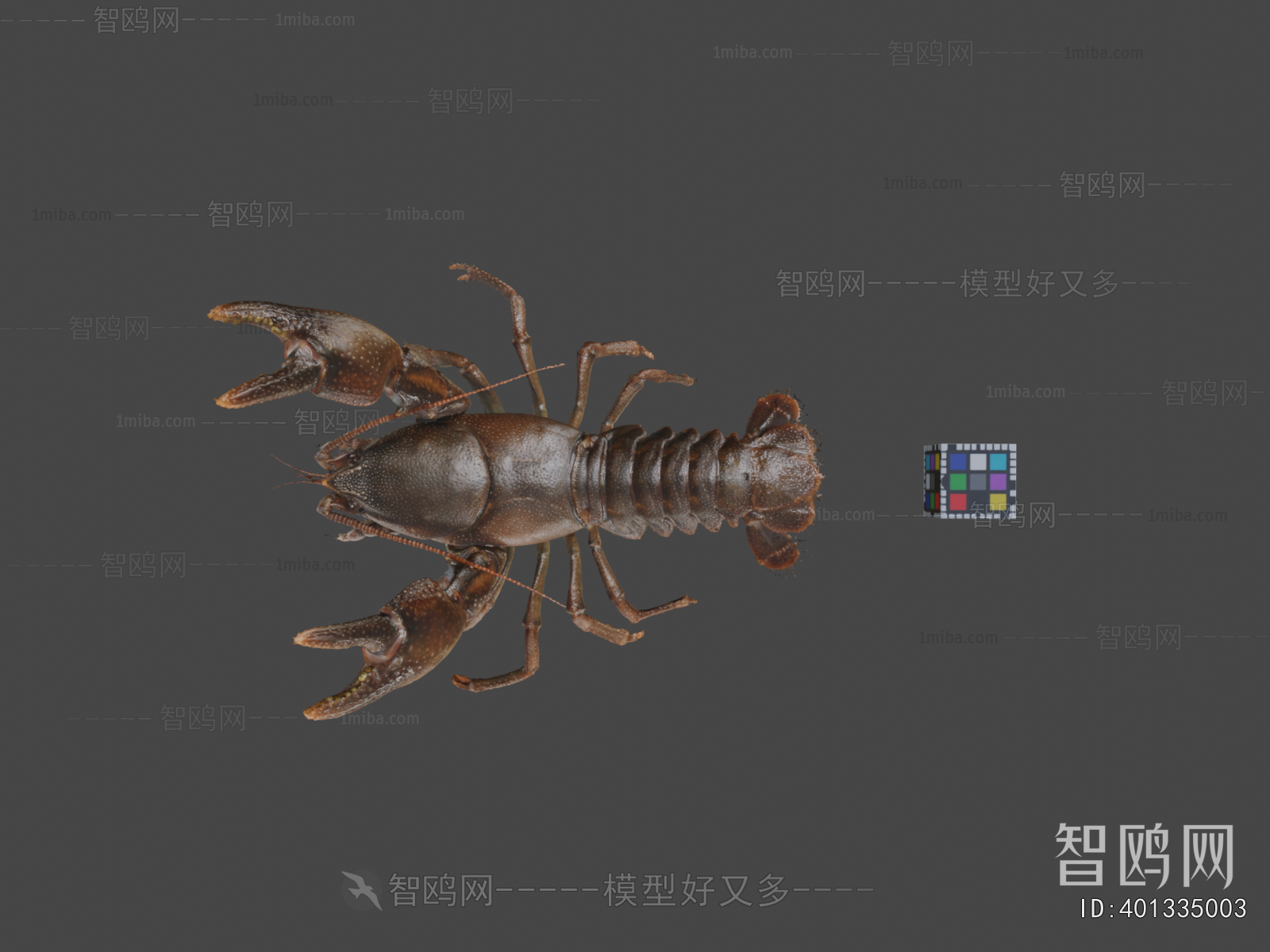 Modern Animal