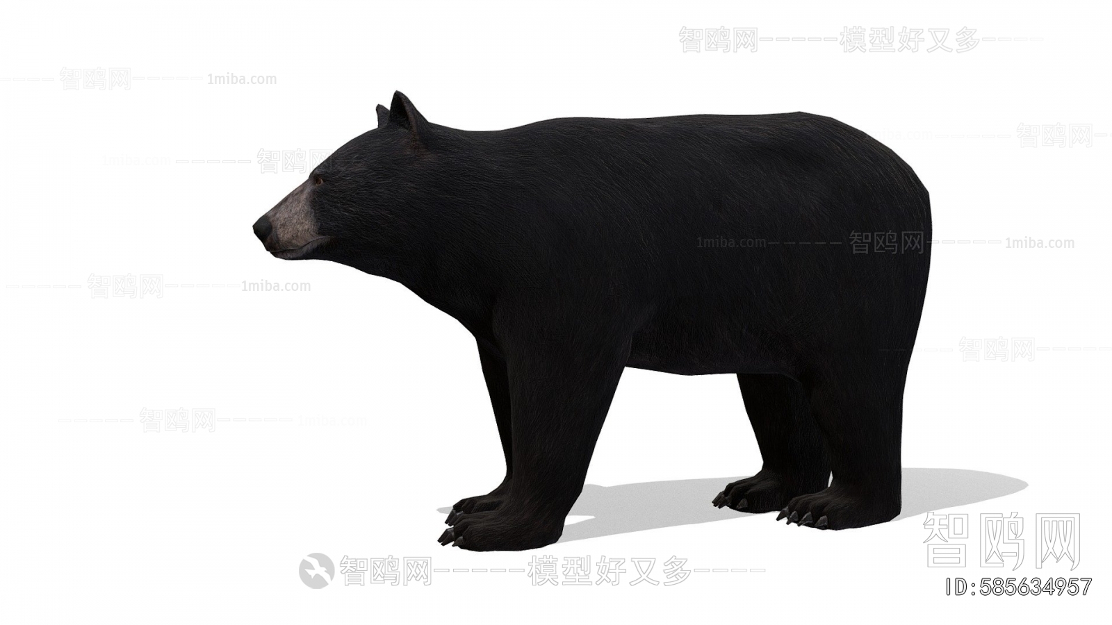Modern Mammal