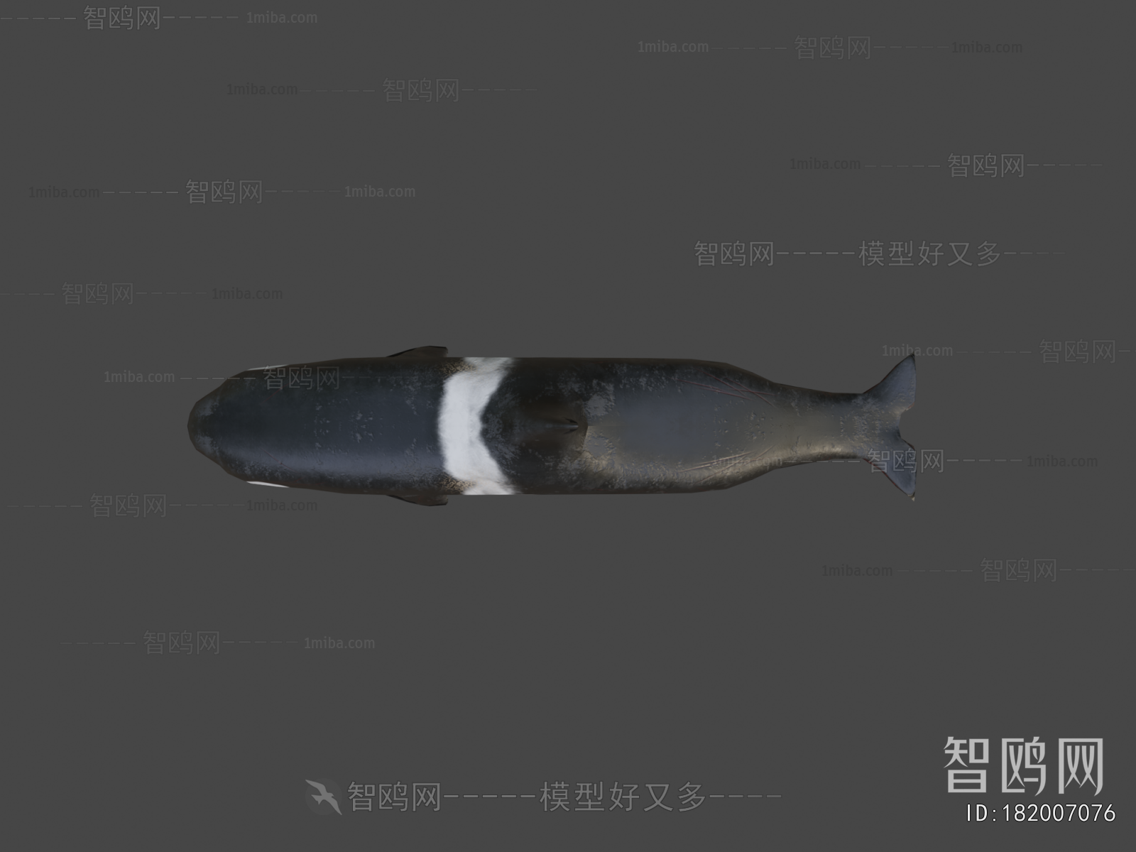 Modern Aquatic Animals
