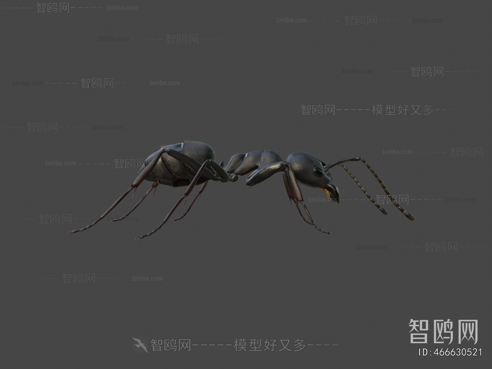 Modern Animal