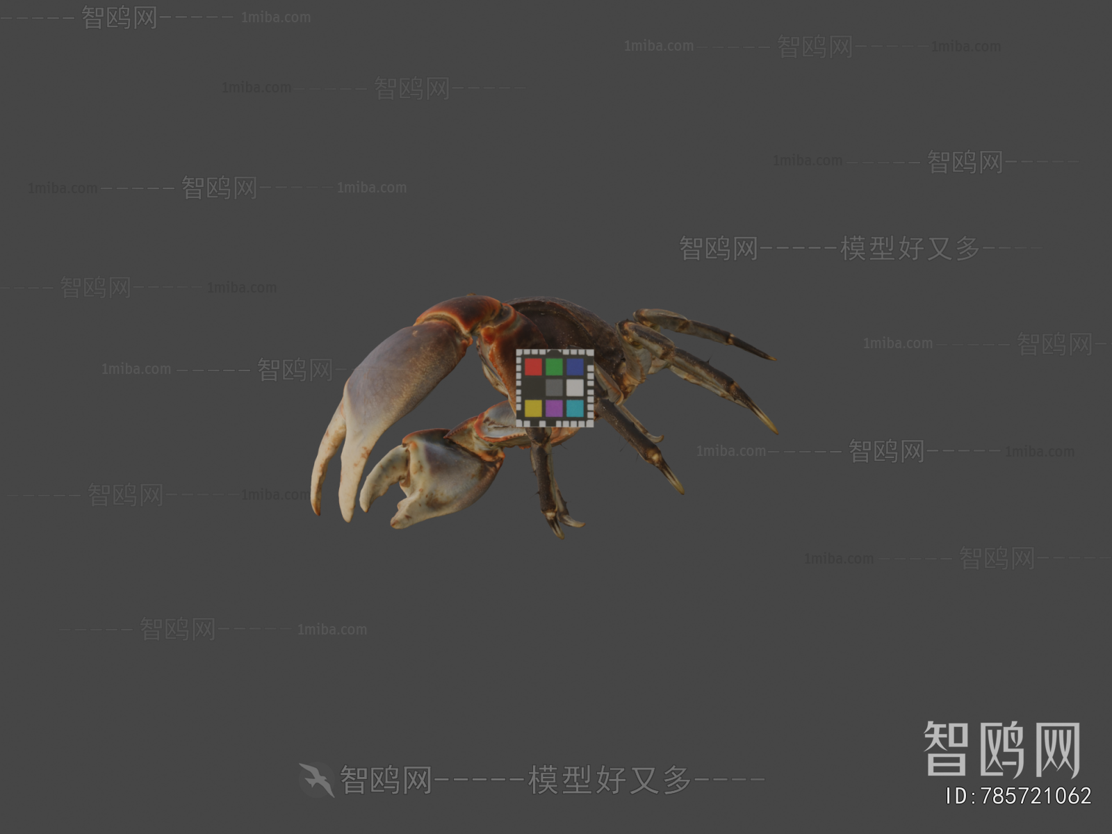 Modern Animal