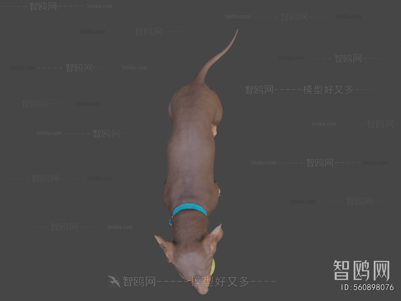 Modern Animal Dog