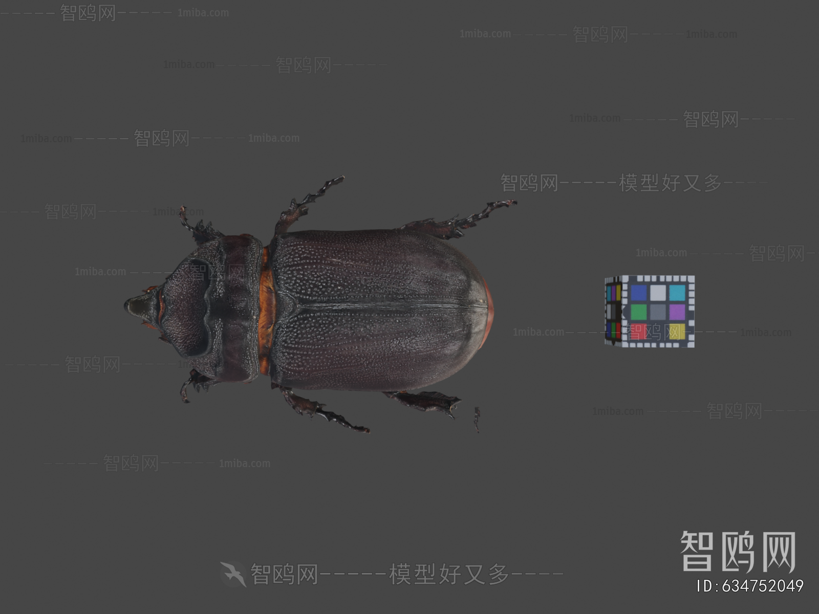 Modern Animal