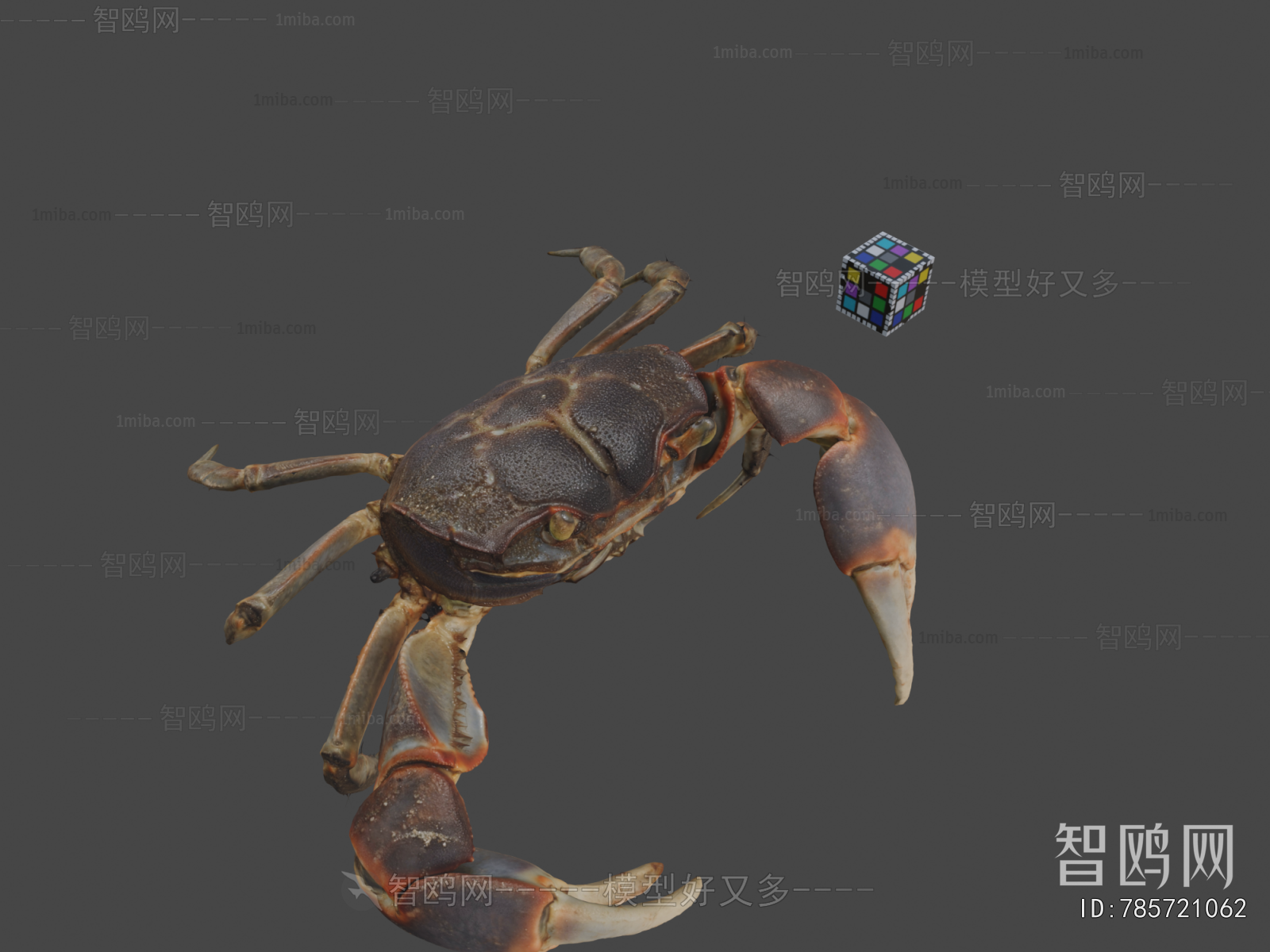 Modern Animal