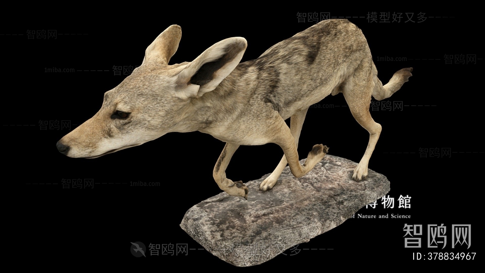 Modern Mammal