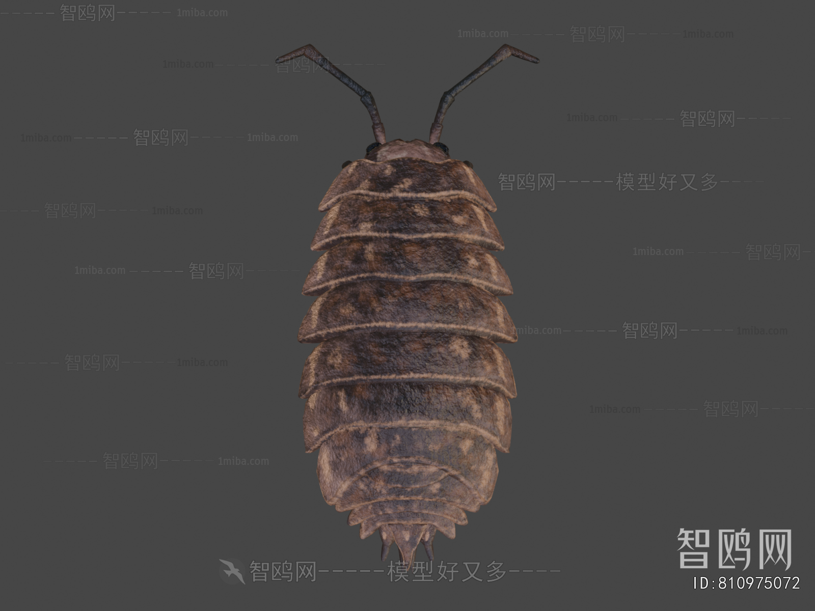 Modern Animal