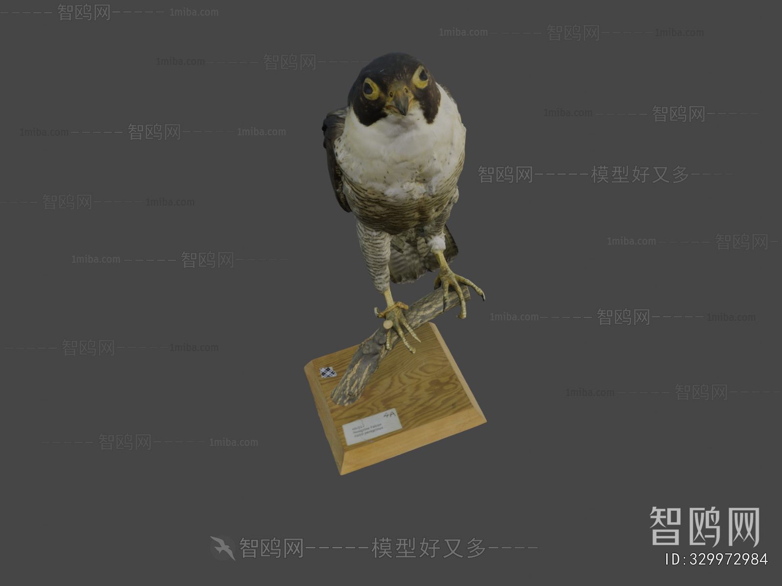Modern Animal