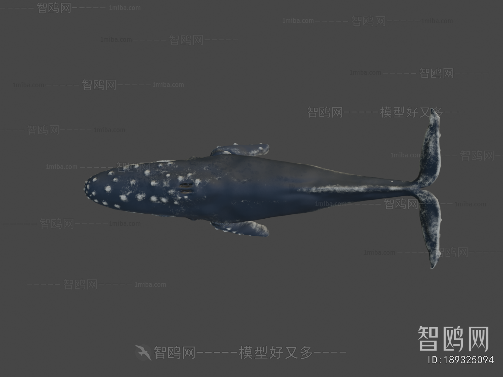 Modern Aquatic Animals