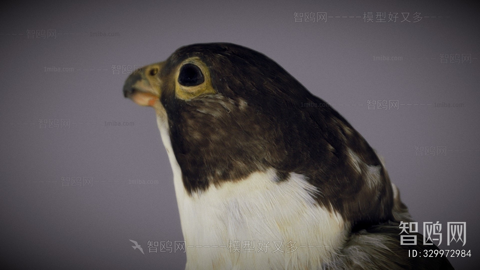 Modern Animal