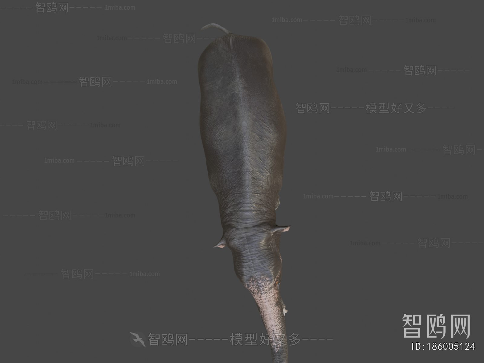 Modern Mammal