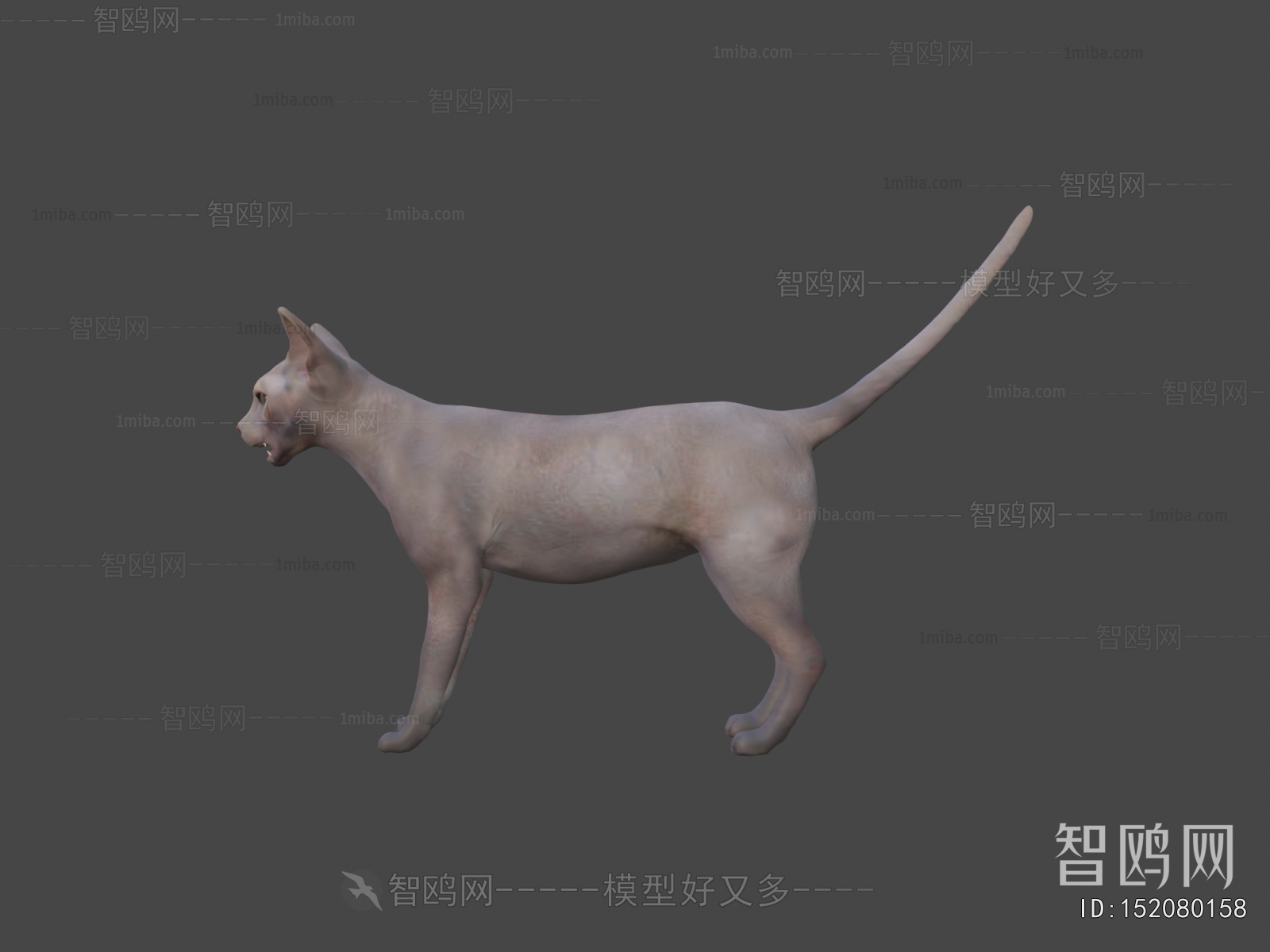 Modern Mammal