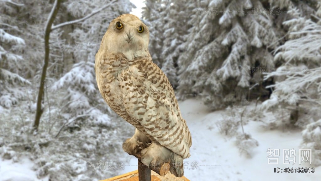 Modern Flying Animals