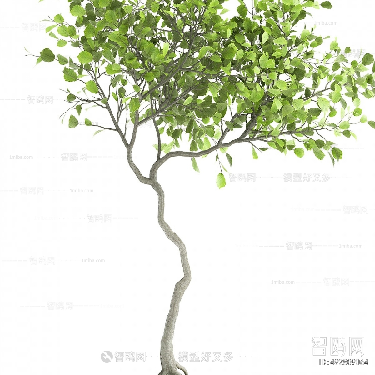 Modern Ground Green Plant Potted Plants