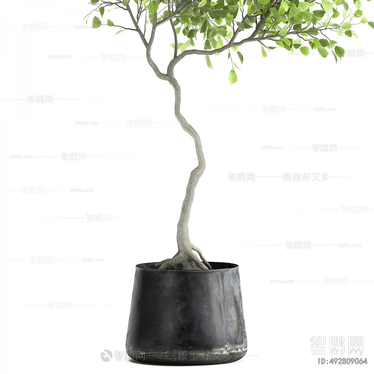 Modern Ground Green Plant Potted Plants