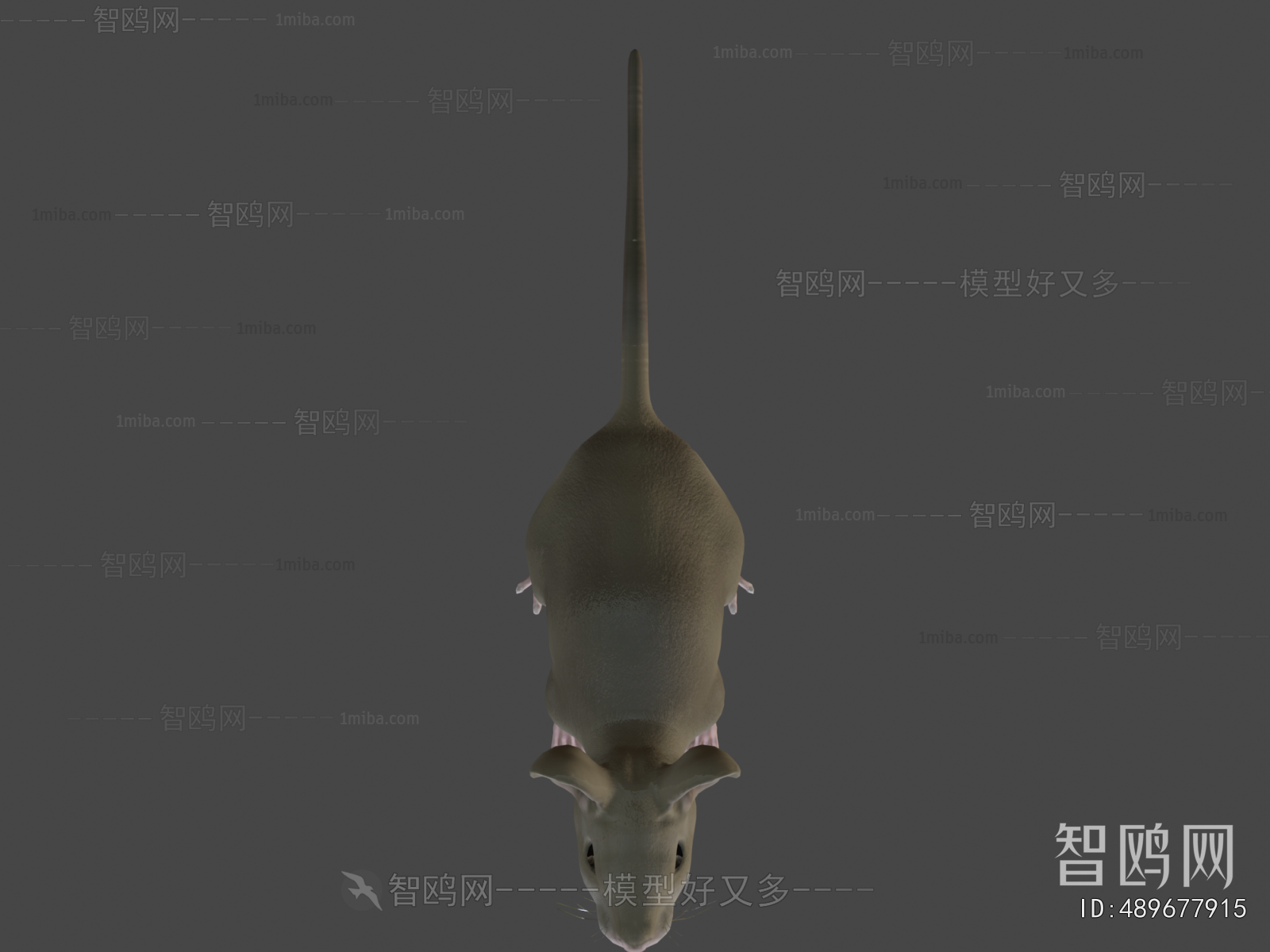 Modern Animal