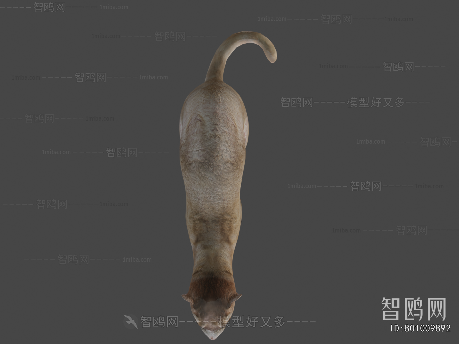 Modern Mammal