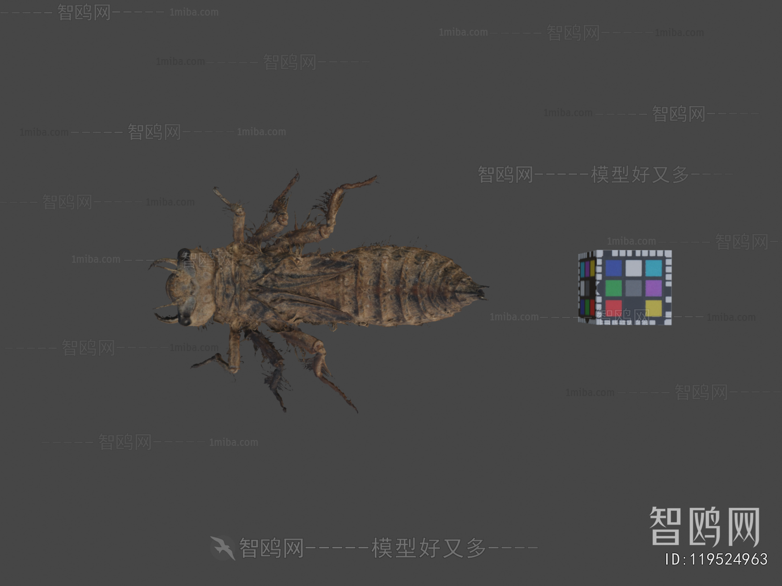 Modern Animal