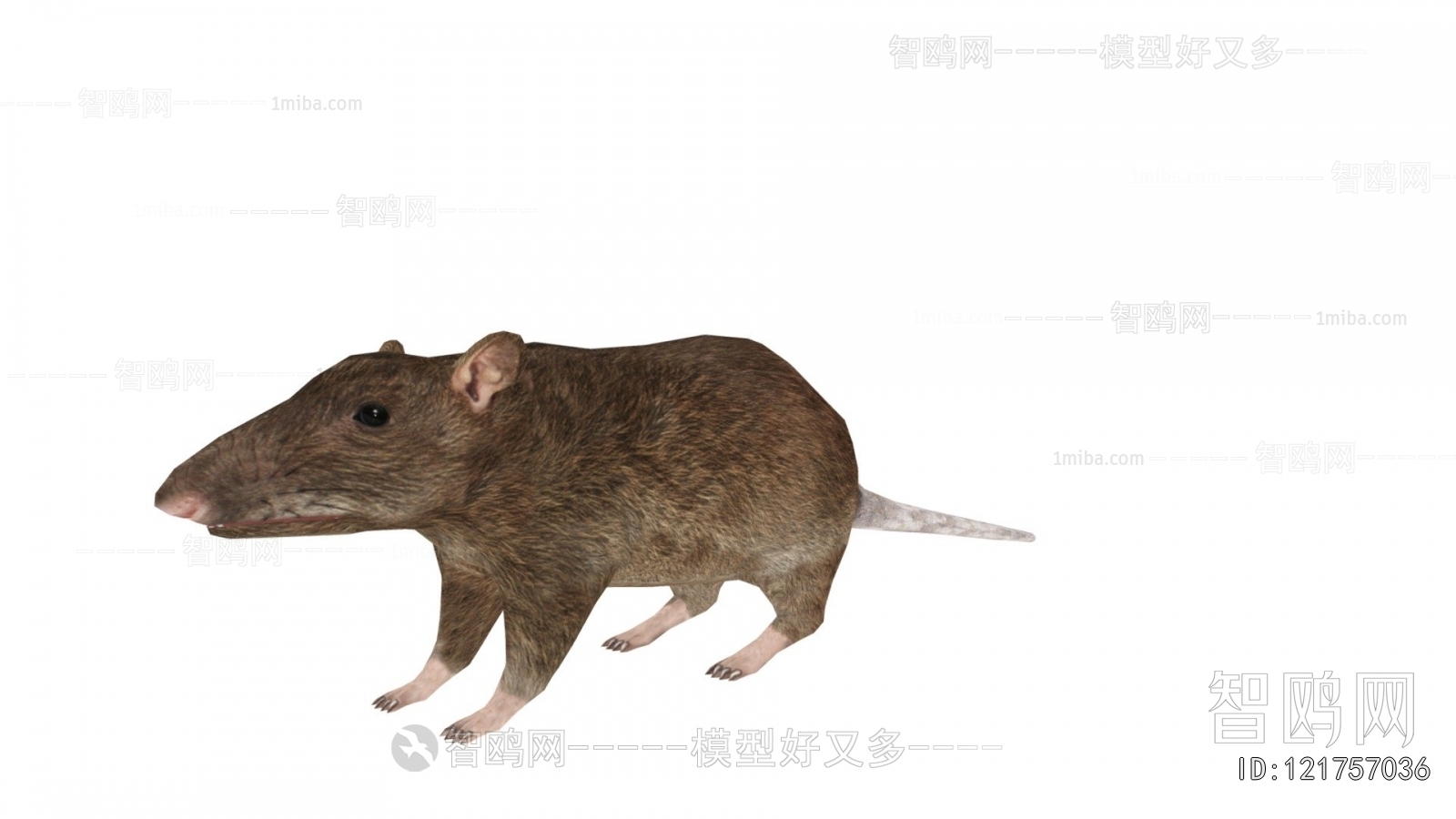 Modern Mammal